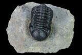 Nice, Austerops Trilobite - Visible Eye Facets #165913-1